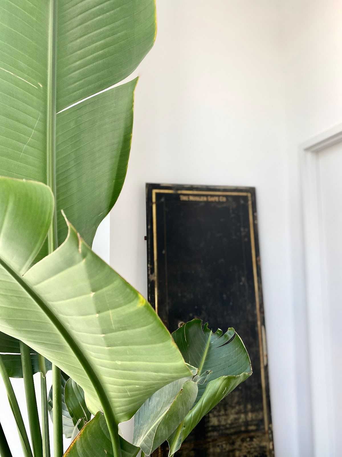 Tropical leaves with black vintage chalkboard in a bright room.